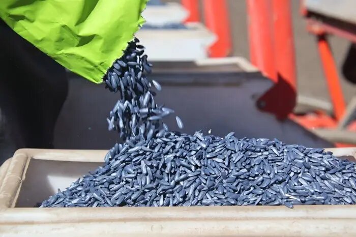  Семечки укрепляют иммунитет и кости, снижают уровень стресса и холестерина   © "Интерфакс". Федор Ларин