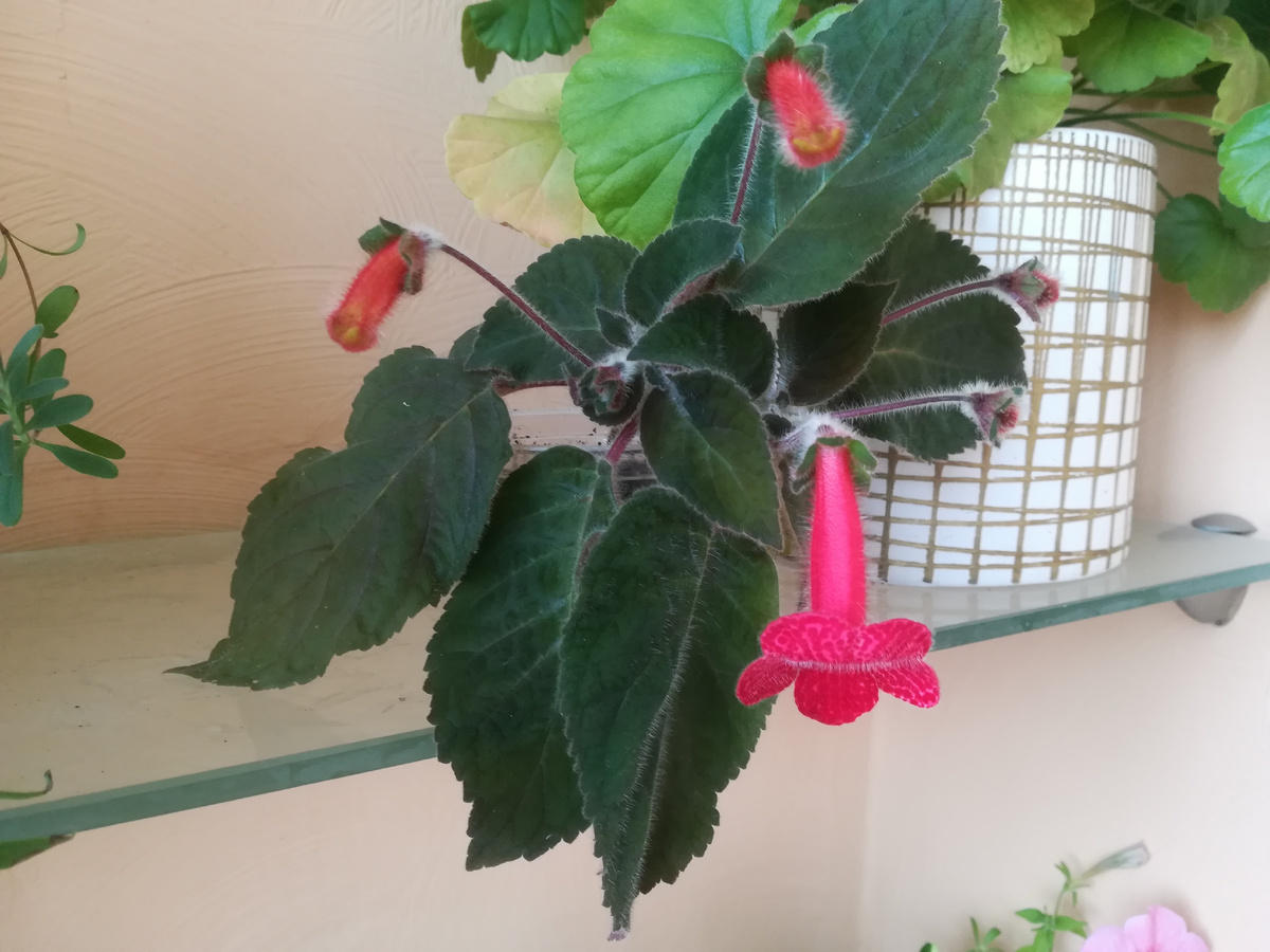 Летом колерию можно вынести на балкон или лоджию 