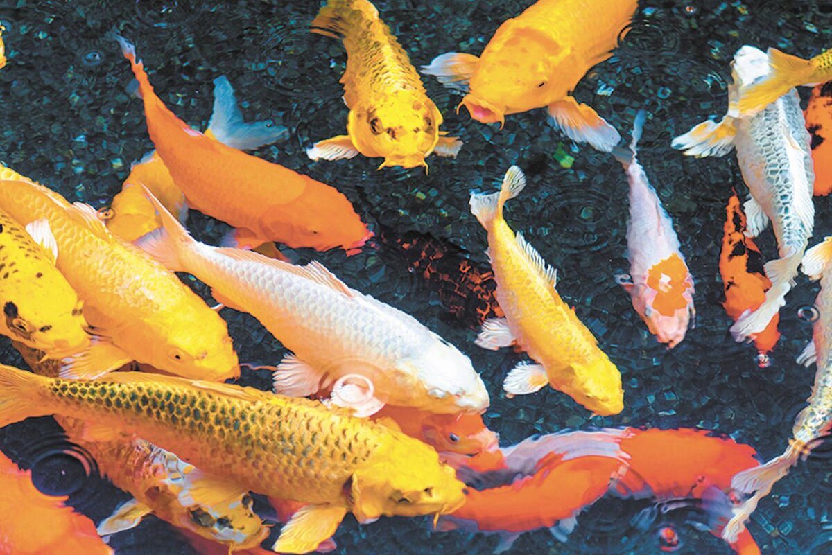 Лекция. Shutterstock