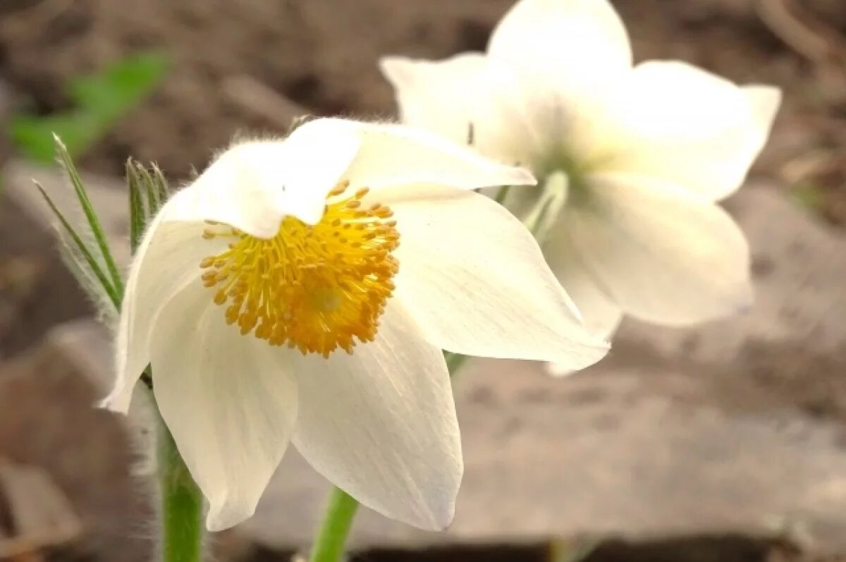    До 18 градусов тепла ожидается в Псковской области 24 апреля