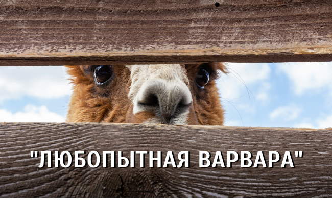 Какие знаки зодиака самые любопытные