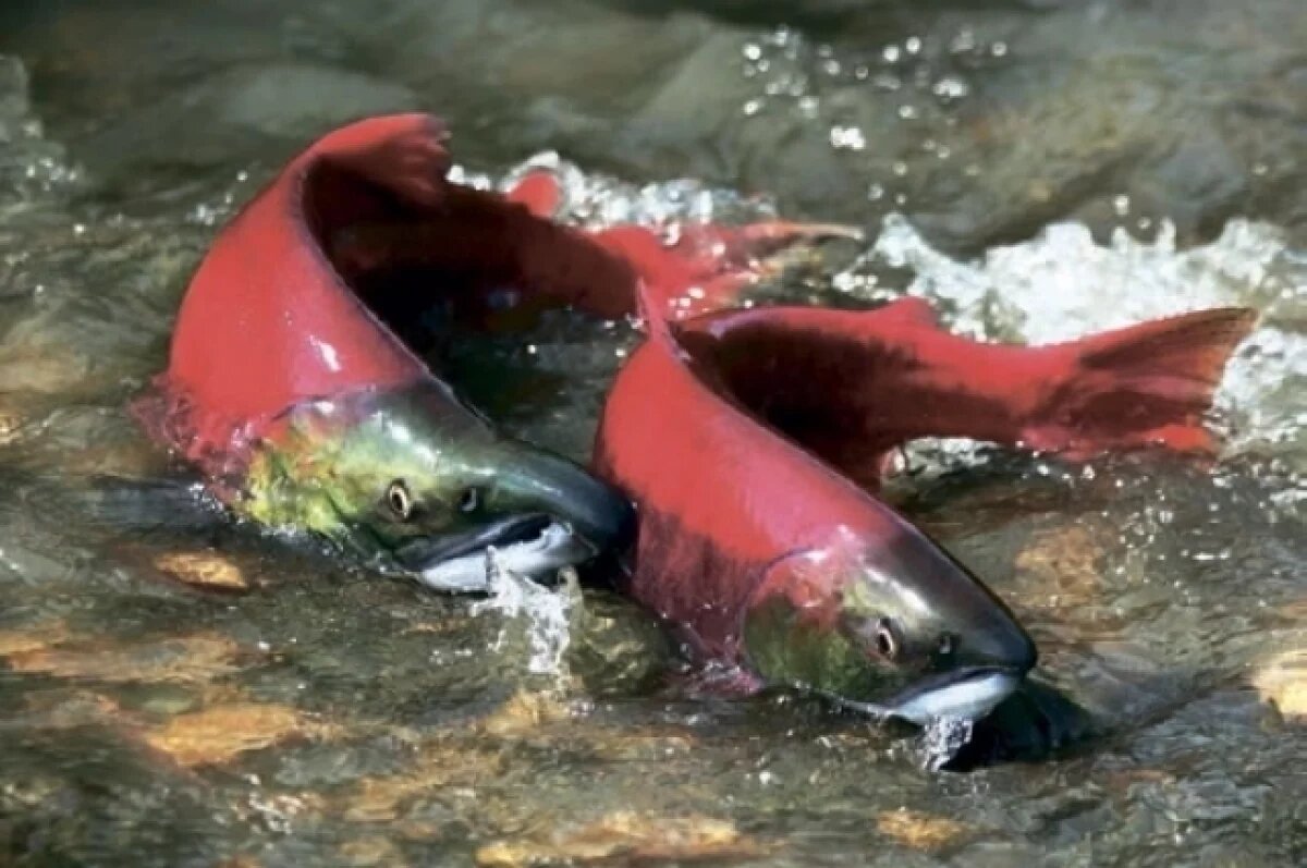    Сервис «Спасти лосося» запустили на портале Госуслуг Камчатского края