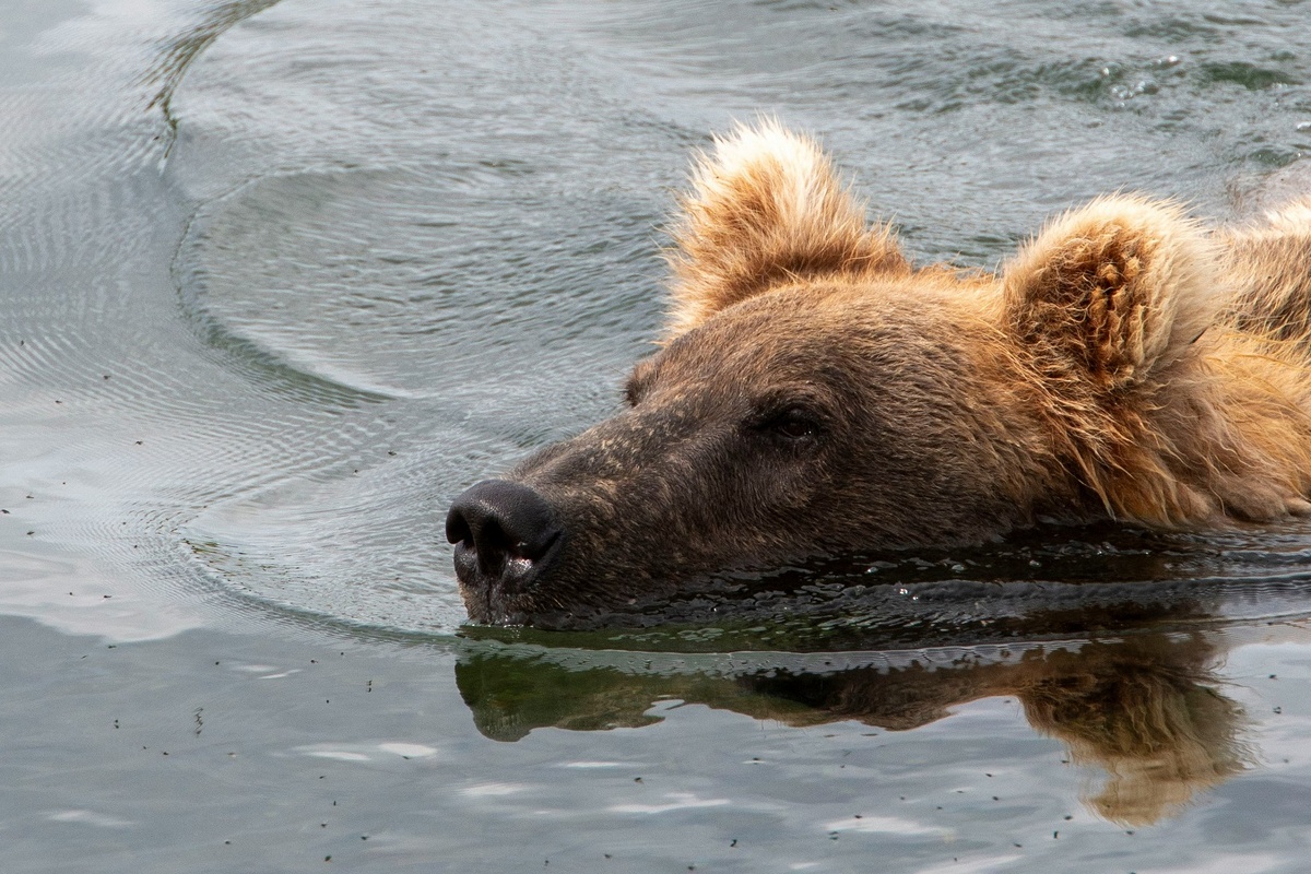 Важно помнить, что медведь сам вас боится. Всегда есть шанс разойтись с миром. Фото: Unsplash