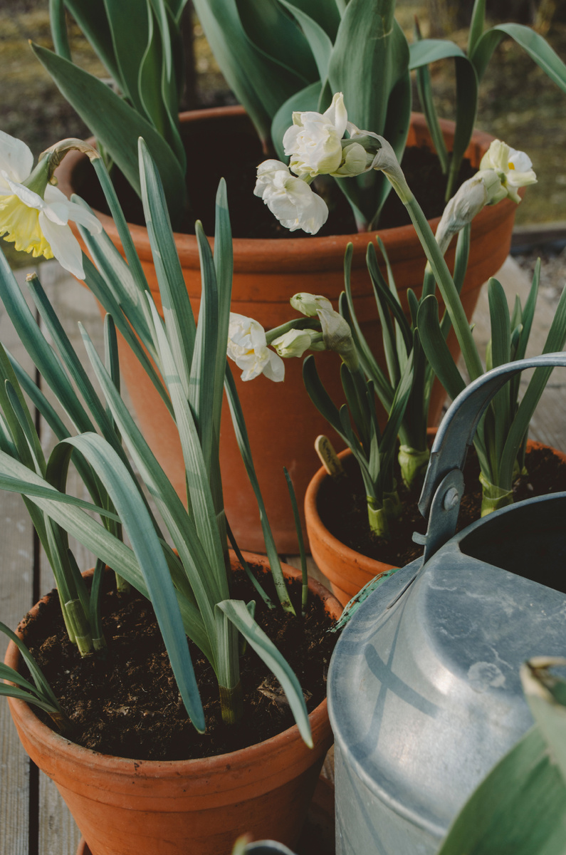 Нарциссы «Айс Фолис» и «Эрличер»