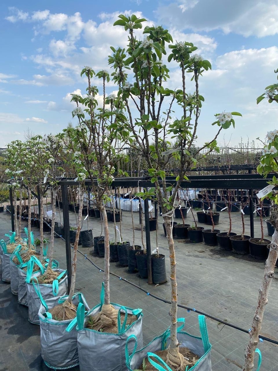 СЦ "Ивино Garden" Груша сорт ДК -2