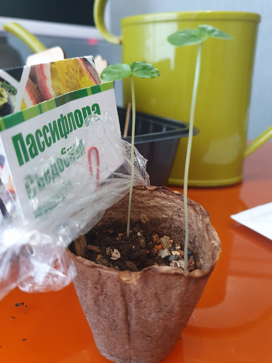 Так выглядили мои росточки Пассифлоры Маракуйи перед пересадкой.