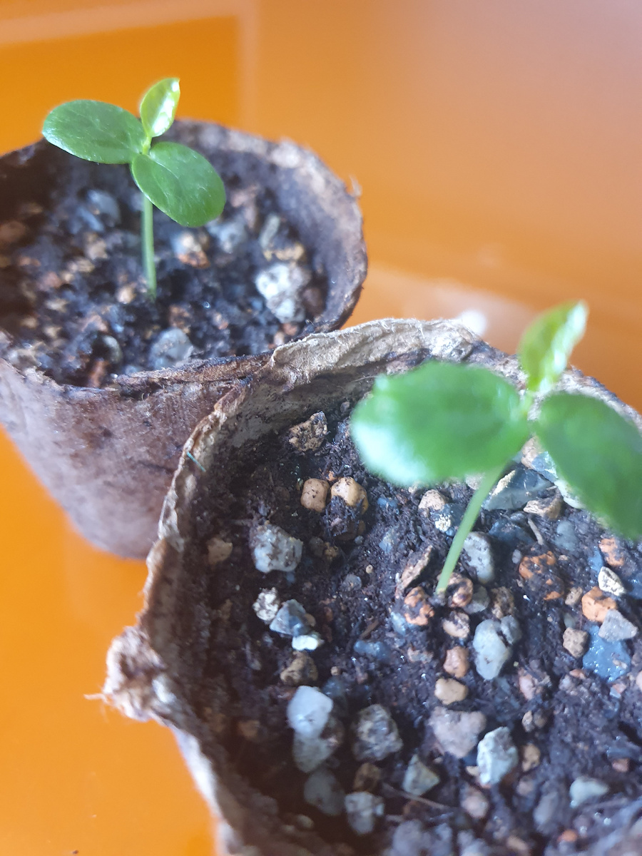 Мои росточки Пассифлоры Маракуйи сегодня, спустя 10 дней после рассадки,