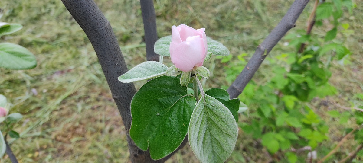 Такой нежный бутон айвы