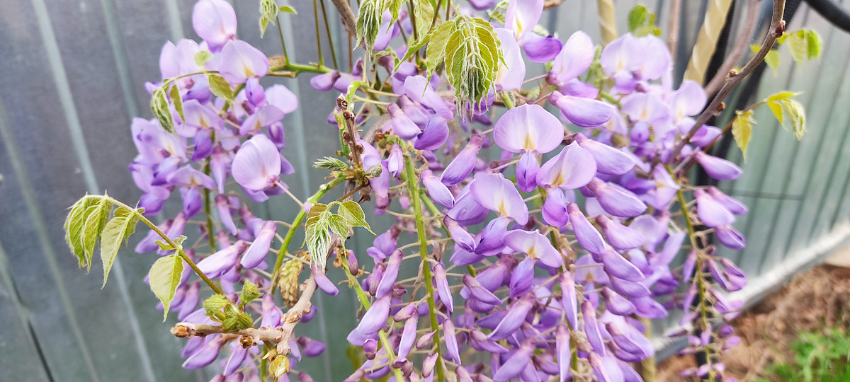Глициния зацвела
