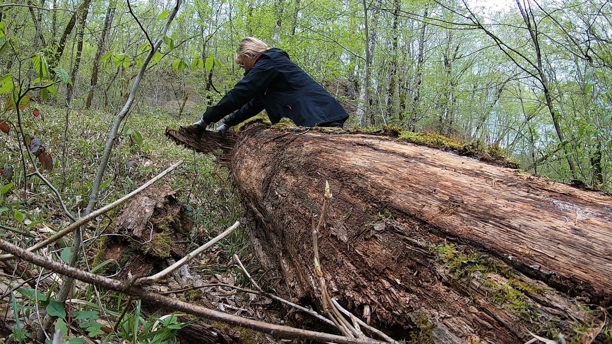 Добываю кору дерева