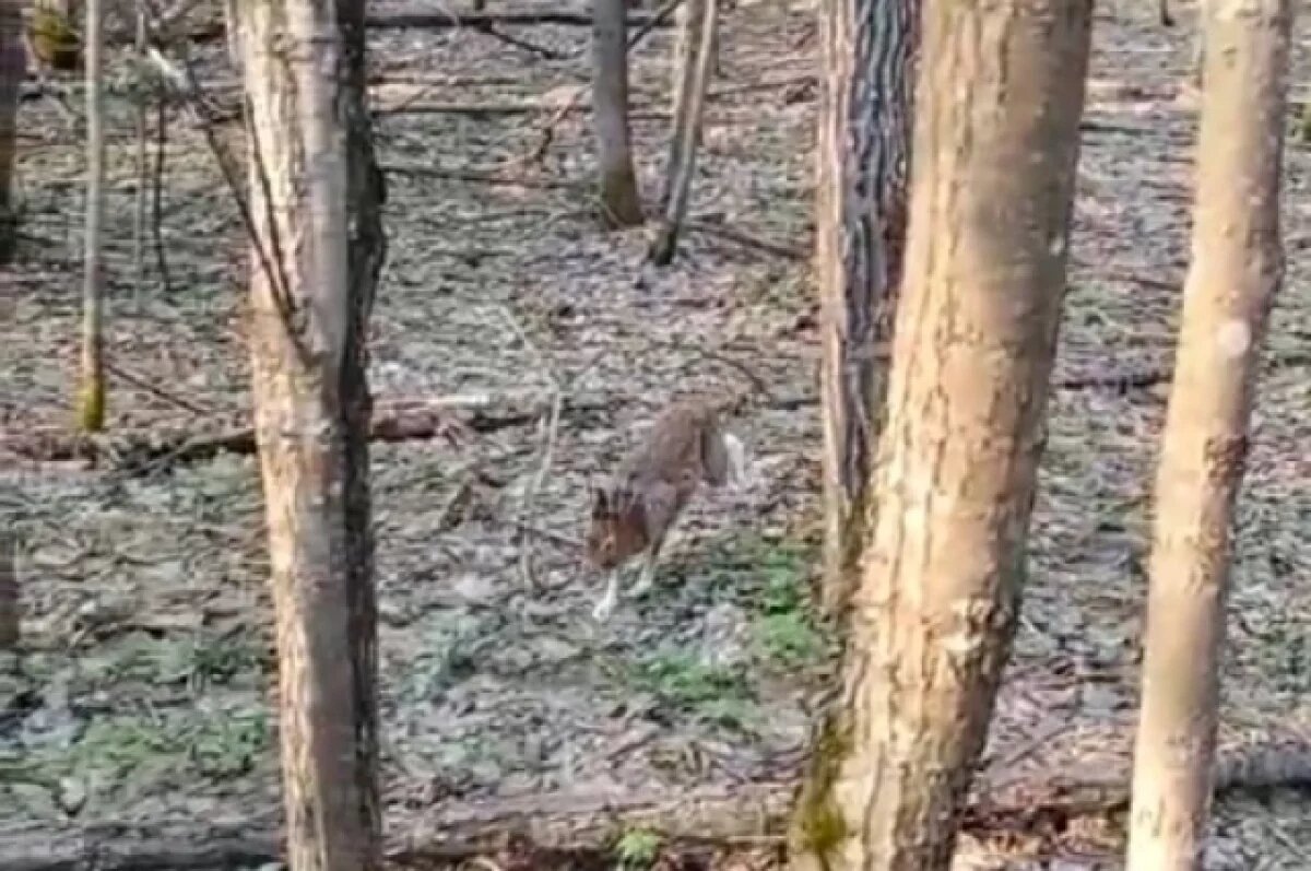    В Пензенской области сняли, как по лесу бегал заяц