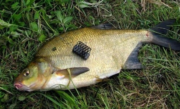 Фото с сайта: https://sun9-14.userapi.com