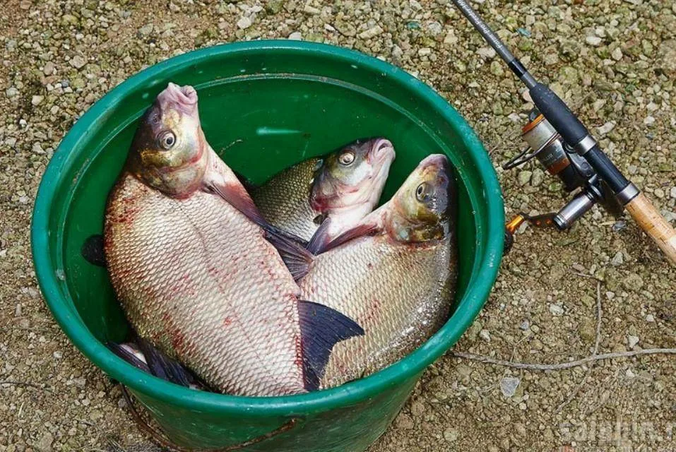 Фото с сайта: https://avatars.dzeninfra.ru