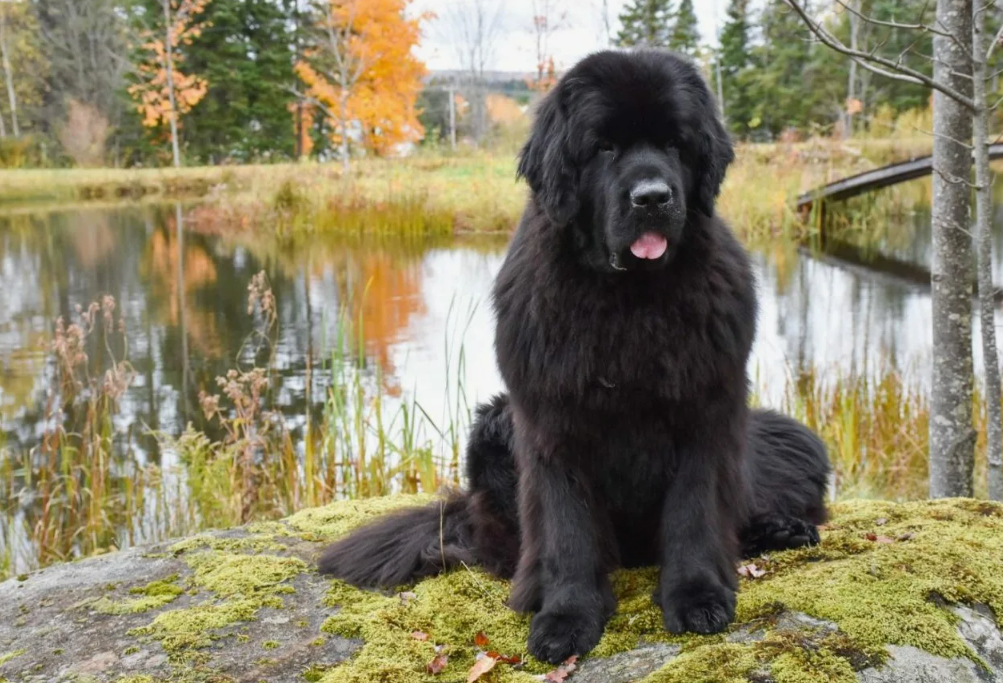 У ньюфаундленда в крови не просто любовь к воде — у него врождённый инстинкт спасателя. Есть задокументированные случаи, когда водолазы вытаскивали тонущих людей… даже против их воли! Был случай, когда мужчина решил искупаться в штиль, а ньюфаундленд, увидев его далеко от берега, пришёл в ужас, бросился в воду, схватил его за рубашку и отбуксировал к суше. Возмущённый купальщик потом извинялся перед собакой. Такой вот четвероногий МЧС.