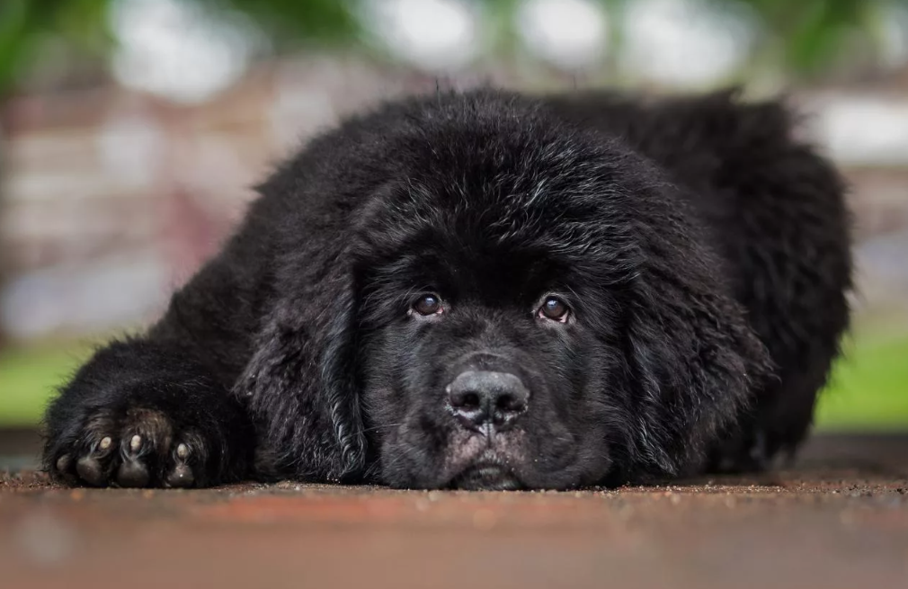 Лапы ньюфаундленда — почти ласты. Между пальцами у него развиты настоящие перепонки, и это не просто декоративная особенность, а действенный природный механизм. А его шерсть — двойная, с густым подшёрстком, отталкивающим воду, как гидрокостюм. Пока другие псы дрожат от холода после купания, ньюфаундленд выходит из воды как из бани — бодрый, сияющий, с мокрой чёлкой на морде.