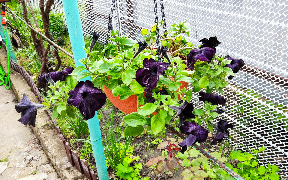 Моя удивительная красавица