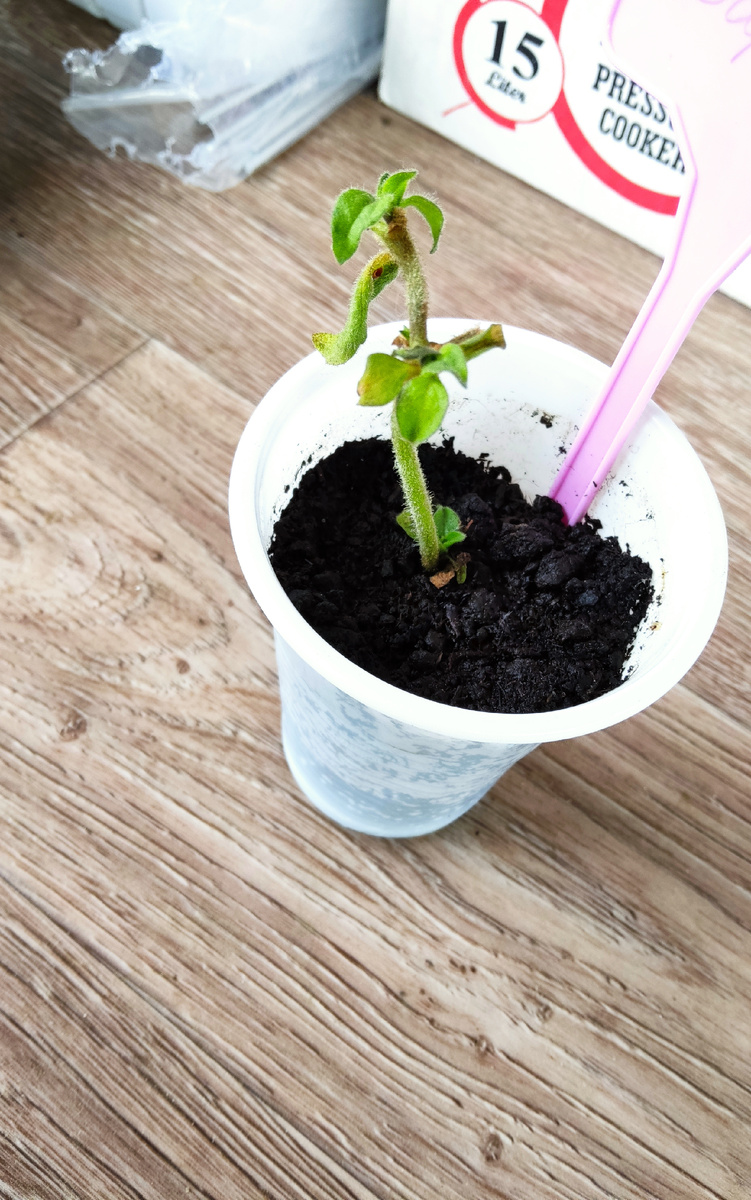 У меня теперь будет не одна такая удивительная петуния