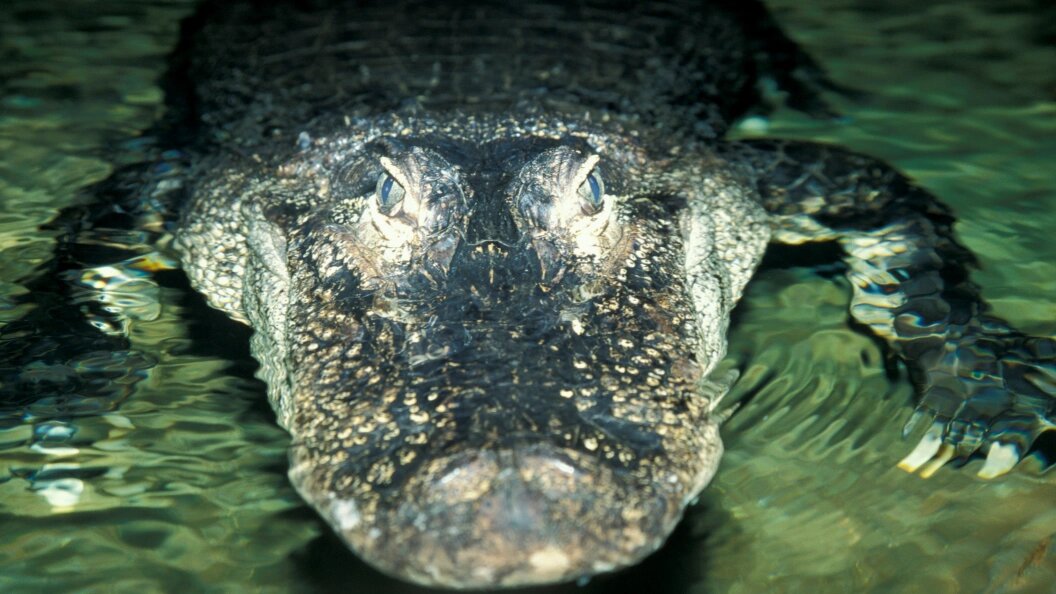    Фото: Konstantin Mikhailov /Globallookpress