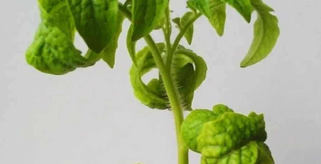 Скручиваются верхушки рассады томатов? Решаем проблему быстро