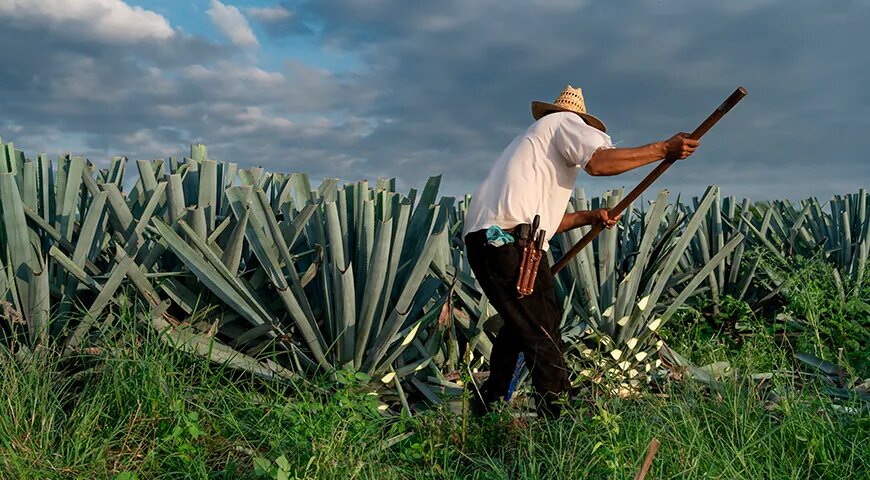   Химадоры — фермеры, специализирующиеся на выращивании агавы (Shutterstock/FOTODOM)
