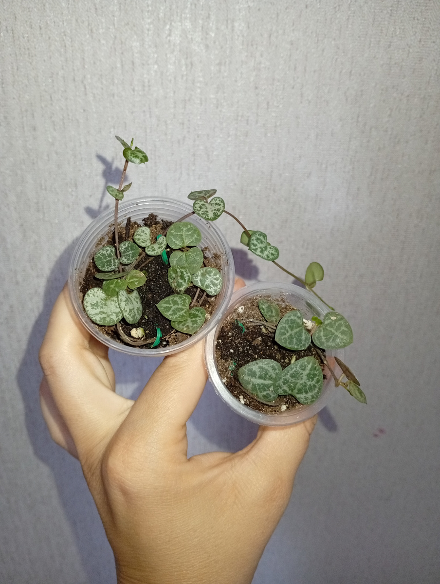 Кустик, что поменьше, должен быть по идее вариегатный.Надеюсь под солнышком проявит всю свою красу.