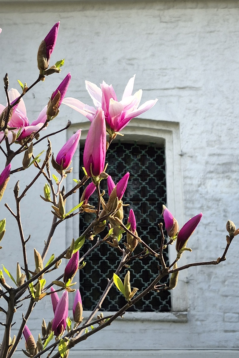 Дворик с магнолией. Церковь Троицы Живоначальной в Листах