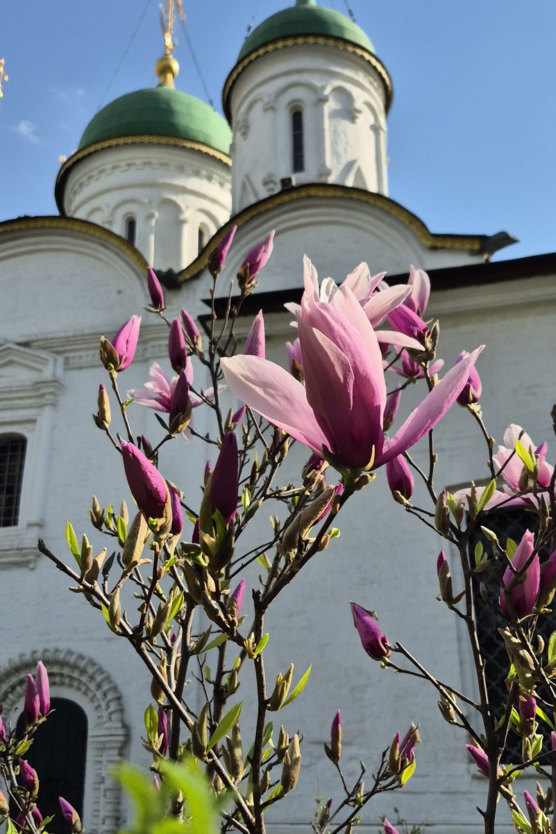 Дворик с магнолией. Церковь Троицы Живоначальной в Листах