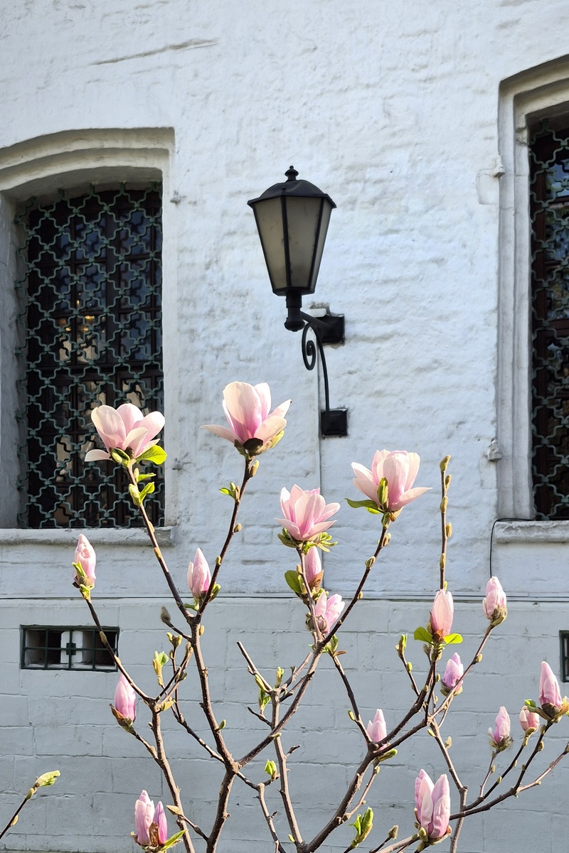 Дворик с магнолией. Церковь Троицы Живоначальной в Листах