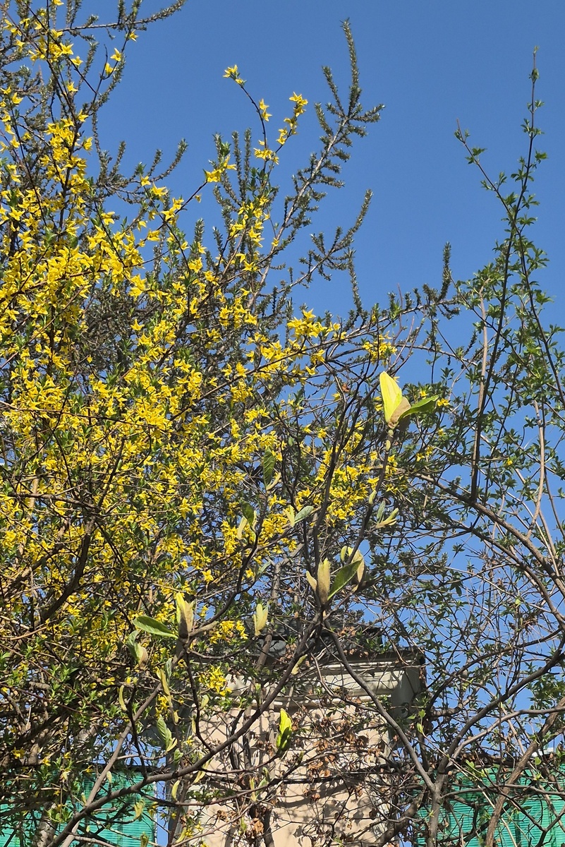 Дворик с магнолией. Церковь Троицы Живоначальной в Листах