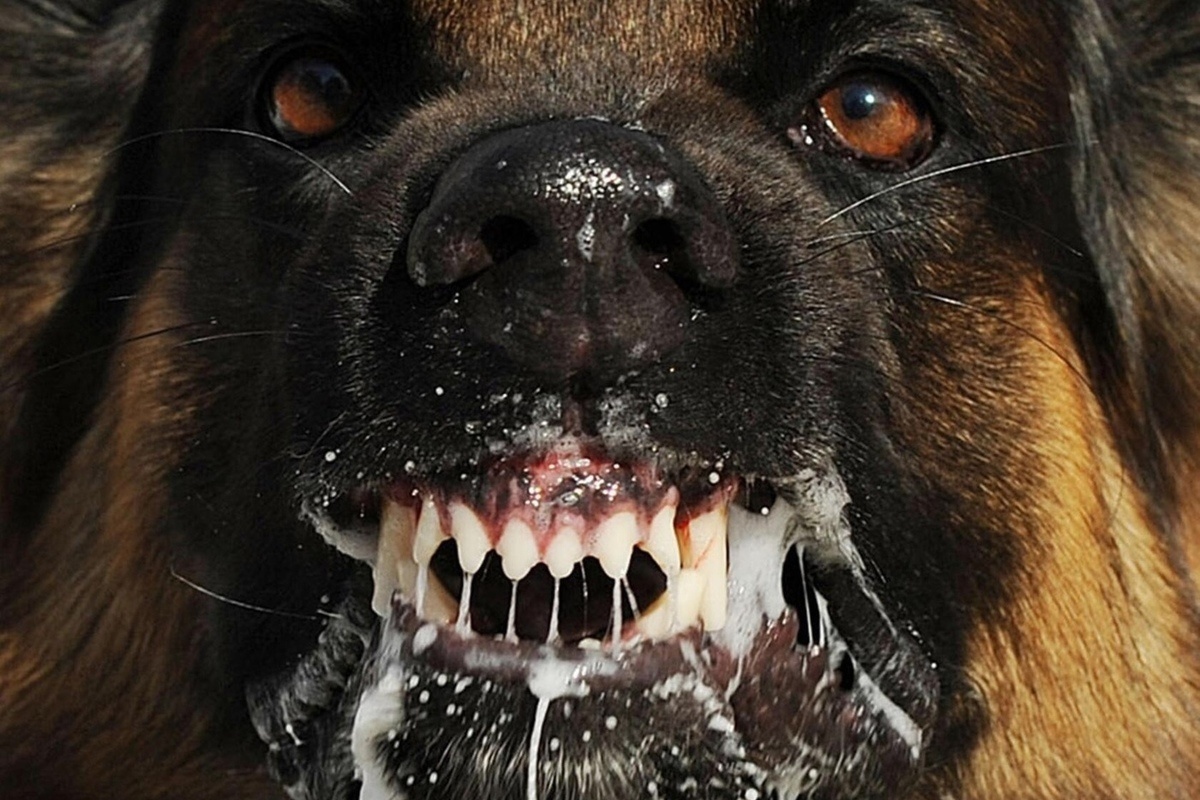 (фото: https://yandex.by/images/search?from=tabbar&img_url=https%3A%2F%2Fsobakovod.club%2Fuploads%2Fposts%2F2021-12%2F1640242985_38-sobakovod-club-p-sobaki-svirepie-psi-40.png&lr=157&p=1&pos=23&rpt=simage&text=бешенство%20у%20собак%20фото)