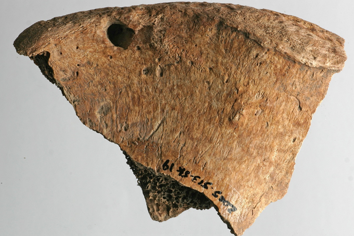     Археологи нашли первое доказательство боя гладиатора со львом в Римской Империи