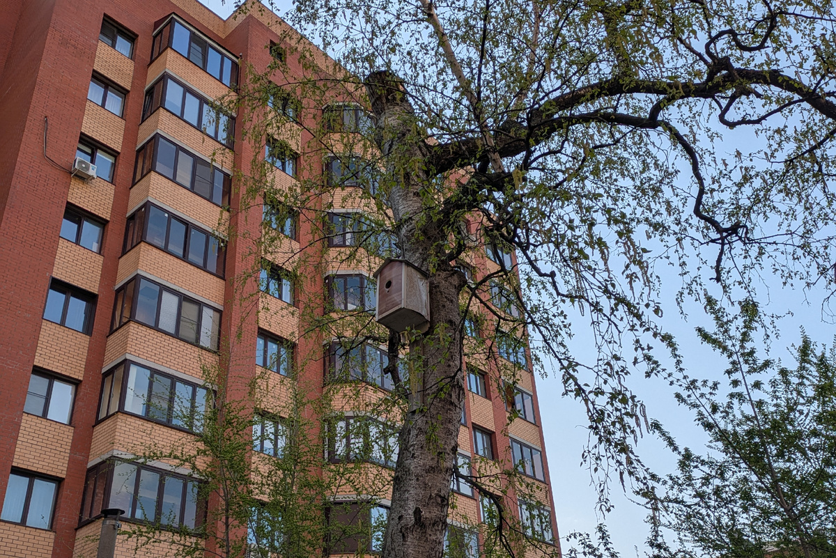 Фото скворечника уже давно висящего у нас во дворе