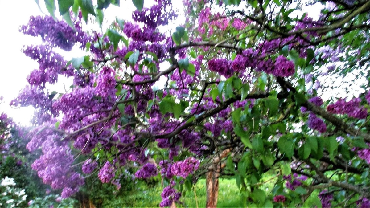 Эту красоту сделала а Ставрополе,в середине мая 2015 года