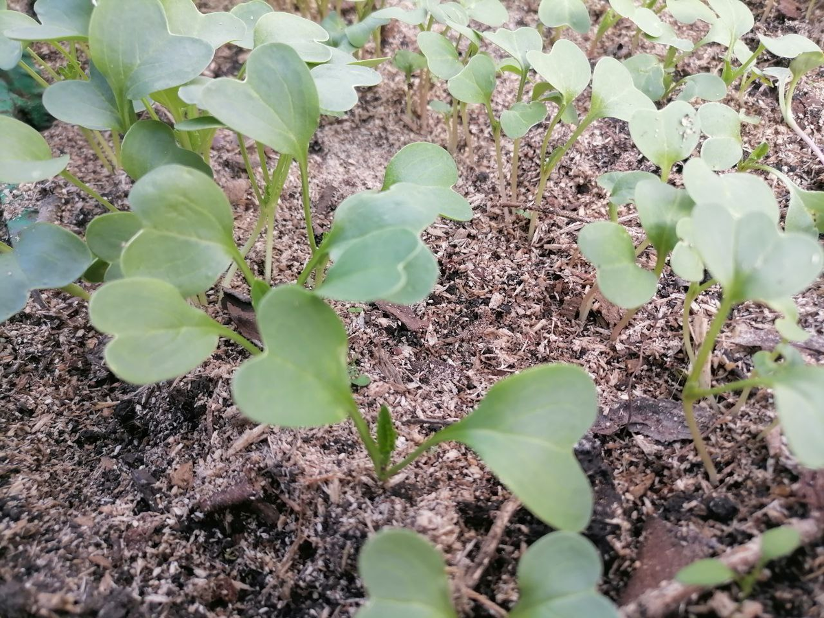 У меня крупный редис 👍🙂