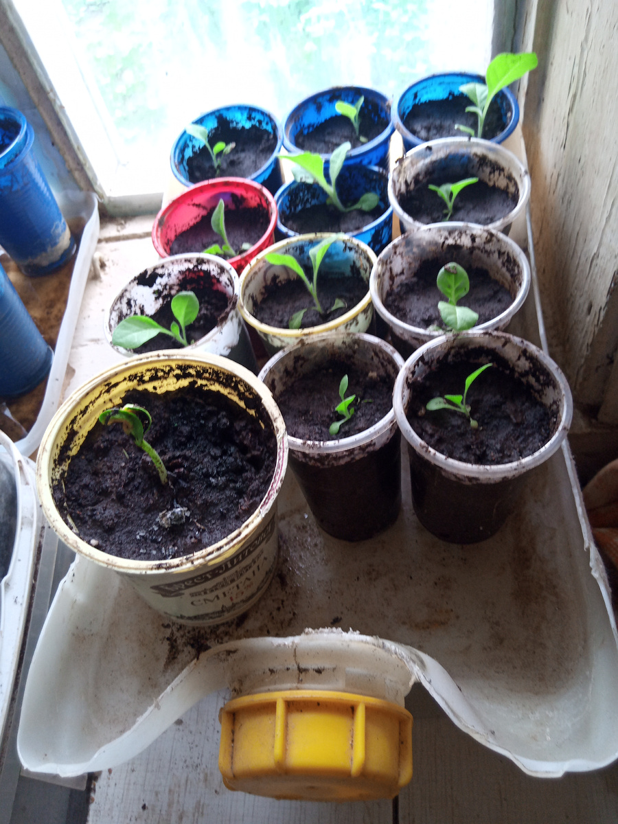 Сам знаю, что здесь 11. 😡 Три на другом поддоне. 🤬