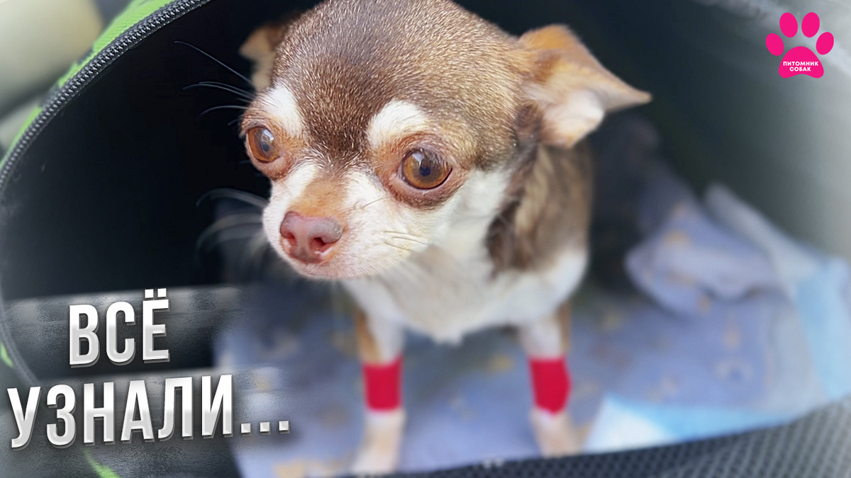 Новое видео на канале "Питомник Собак"