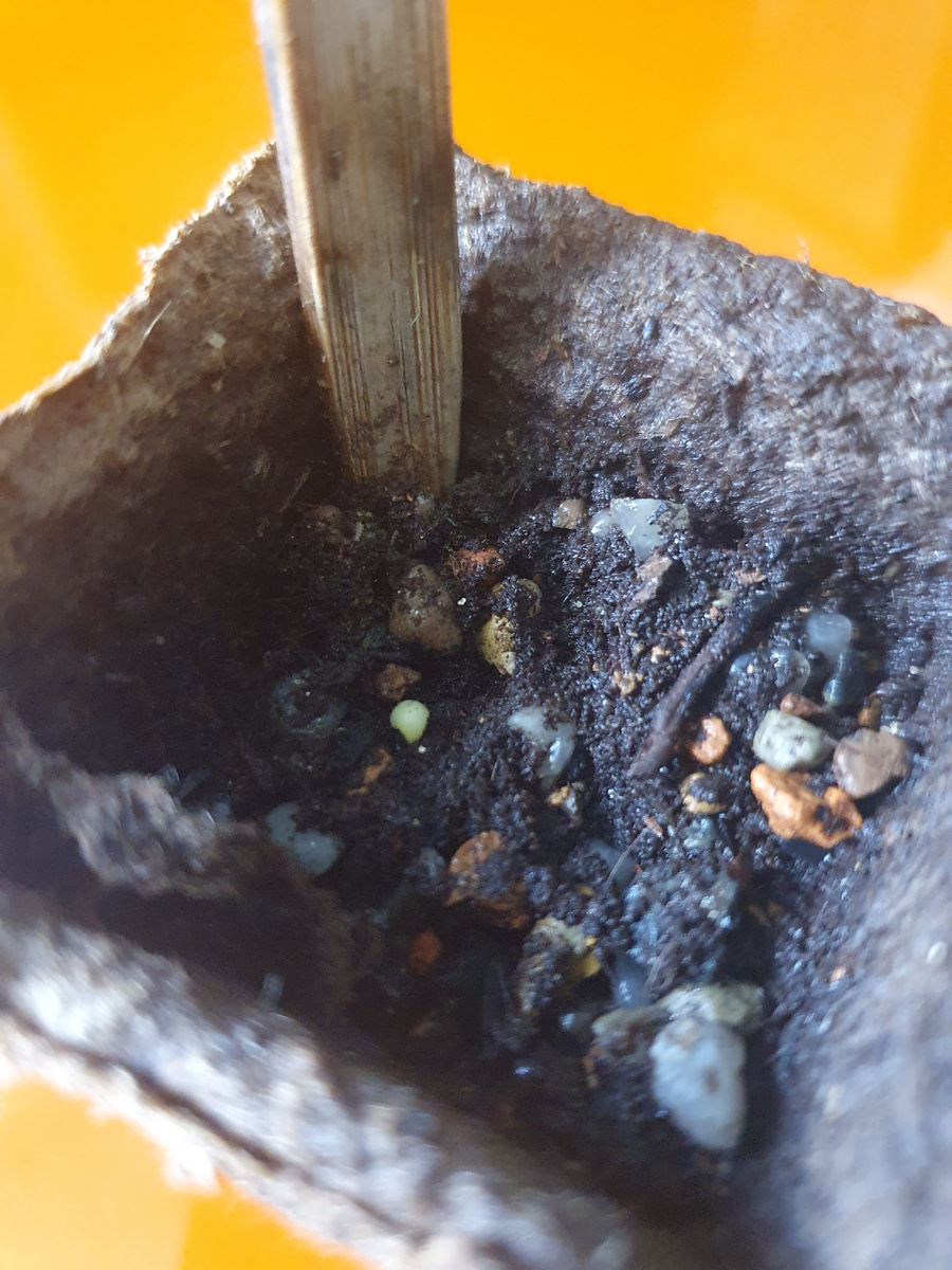 Так выглядит росточек моего первого семени Псевдолитоса сорта MIGIURTINUS, 10 дней роста.