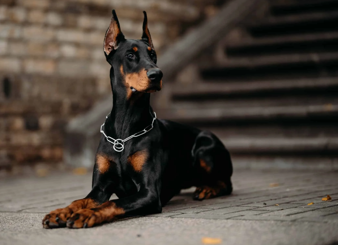 Доберман