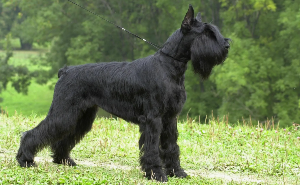 Ризеншнауцер