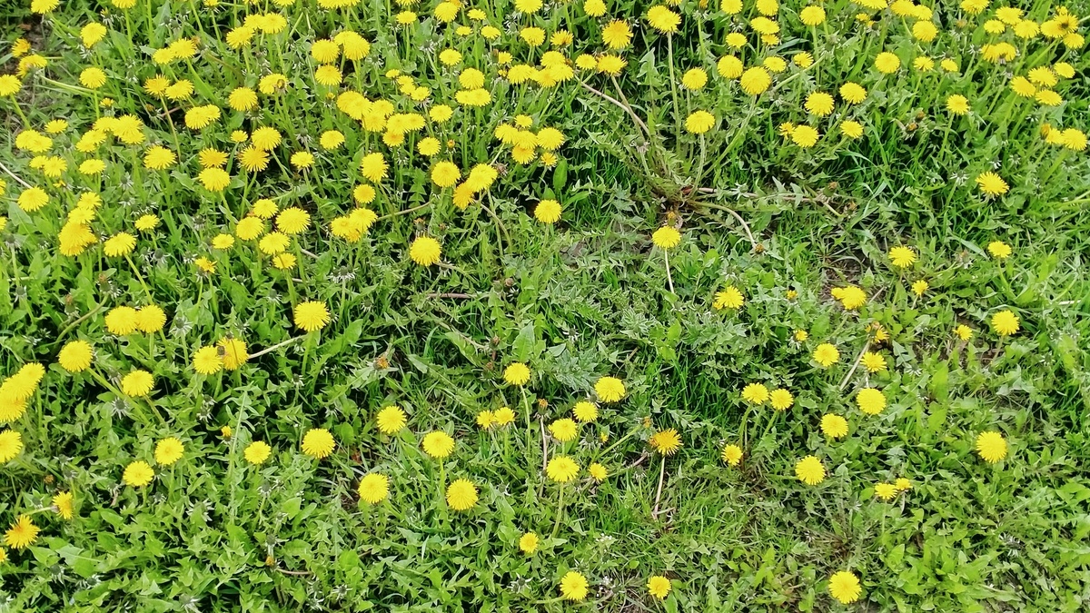 Уже одуванчики появились и сирень цветёт