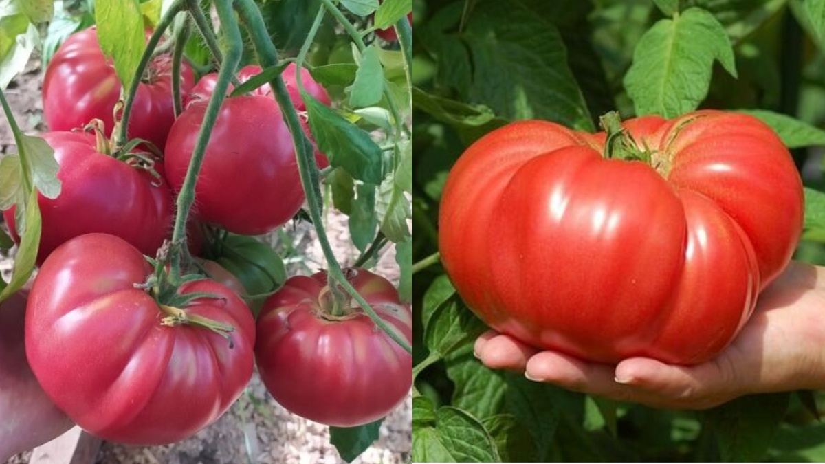 Крупноплодные помидоры, выращенные по диагональной схеме, стабильно дают плоды по 400 грамм