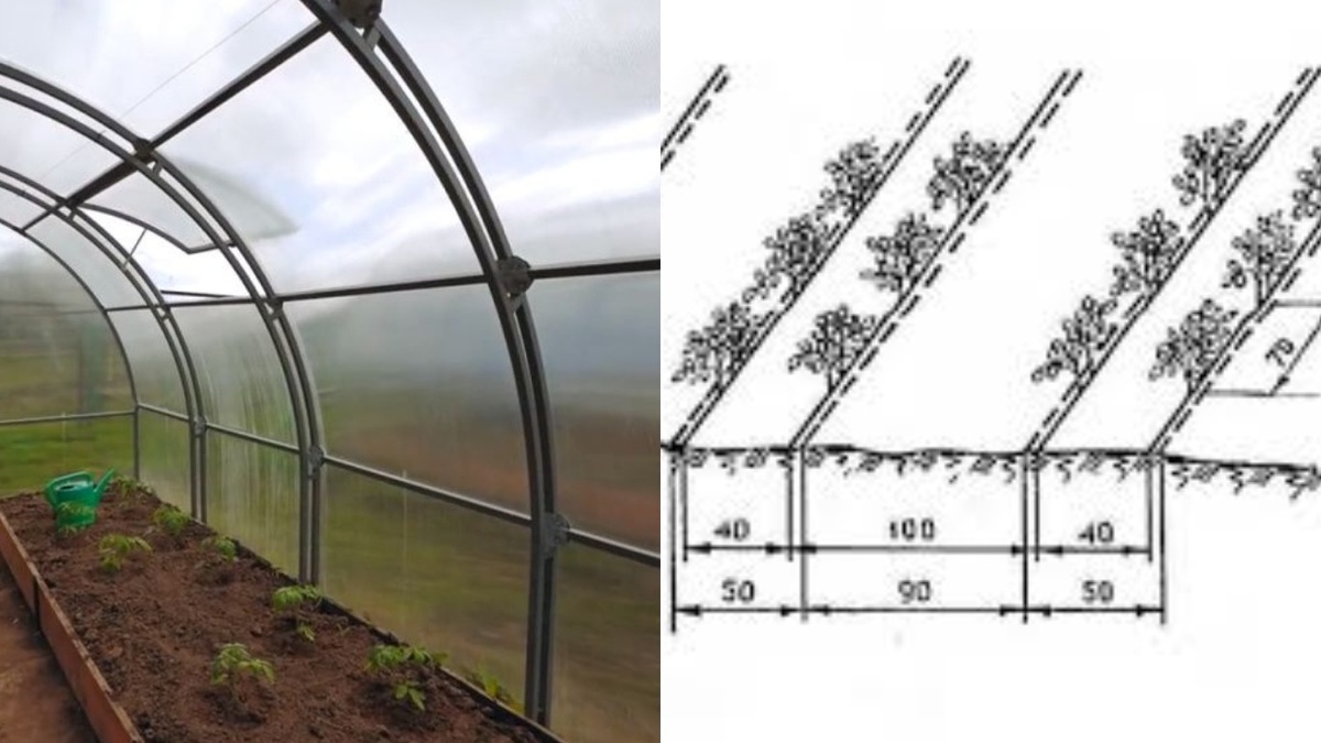 Разметка теплицы для посадки по диагональной схеме - основа будущего урожая