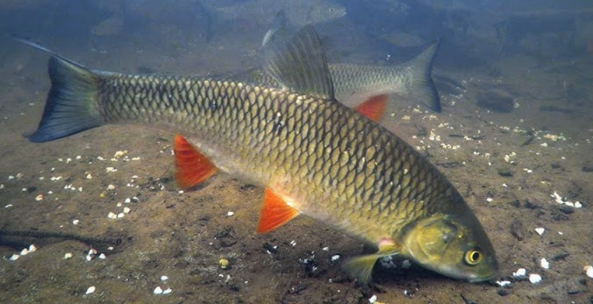 Взято с ютуб: Сергей Сорокин