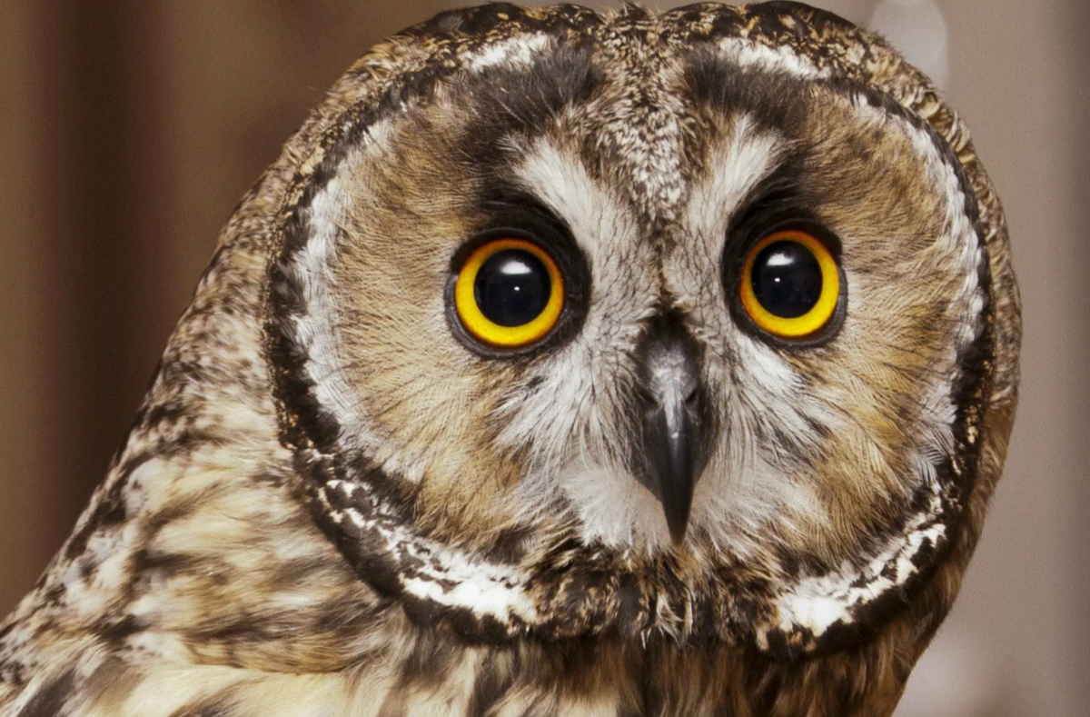 Вопреки мультяшным поворотам зрачков, в реальности глаза у совы жёстко зафиксированы в черепе — они не крутятся вообще. Зато шея компенсирует всё: сова может поворачивать голову на 270 градусов в одну сторону! Своего рода биологический штатив с обзором почти в полный круг.