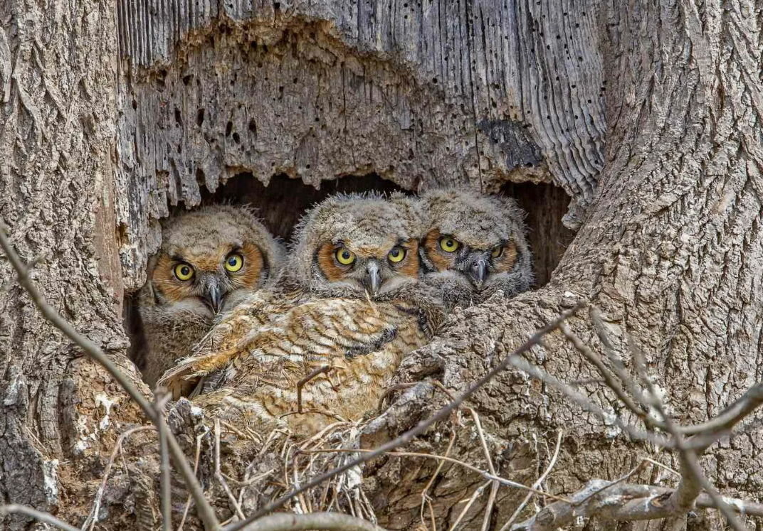 У многих сов ушные отверстия — огромные. Их часто больше половины черепной капсулы! Кроме того, оперение на лице (так называемый «лицевой диск») служит не только украшением: оно работает как спутниковая тарелка, направляя звуки прямо в уши.
Фактически, сова “носит” на лице акустическую линзу.