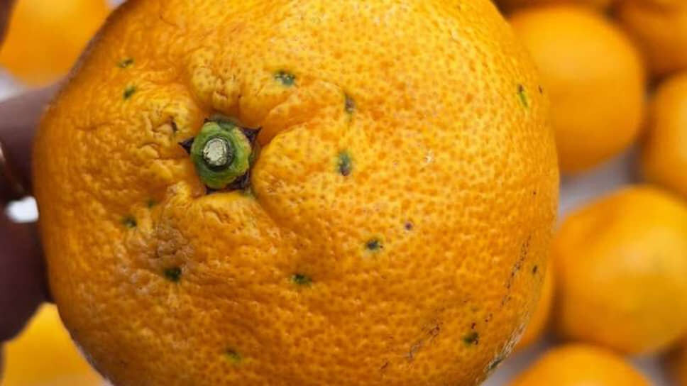 Фото: Уральское межрегиональное управление Россельхознадзора