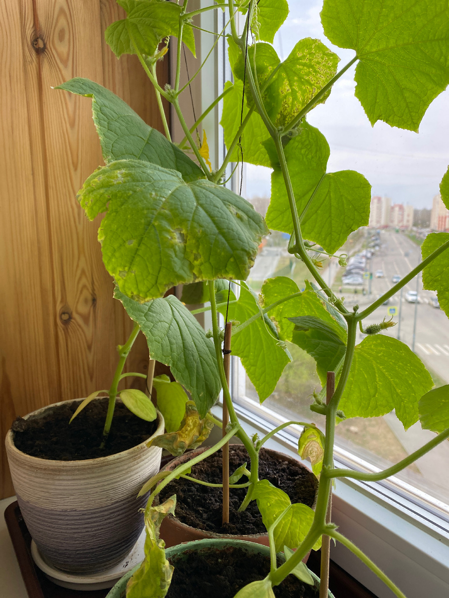 Огурцы на подоконнике