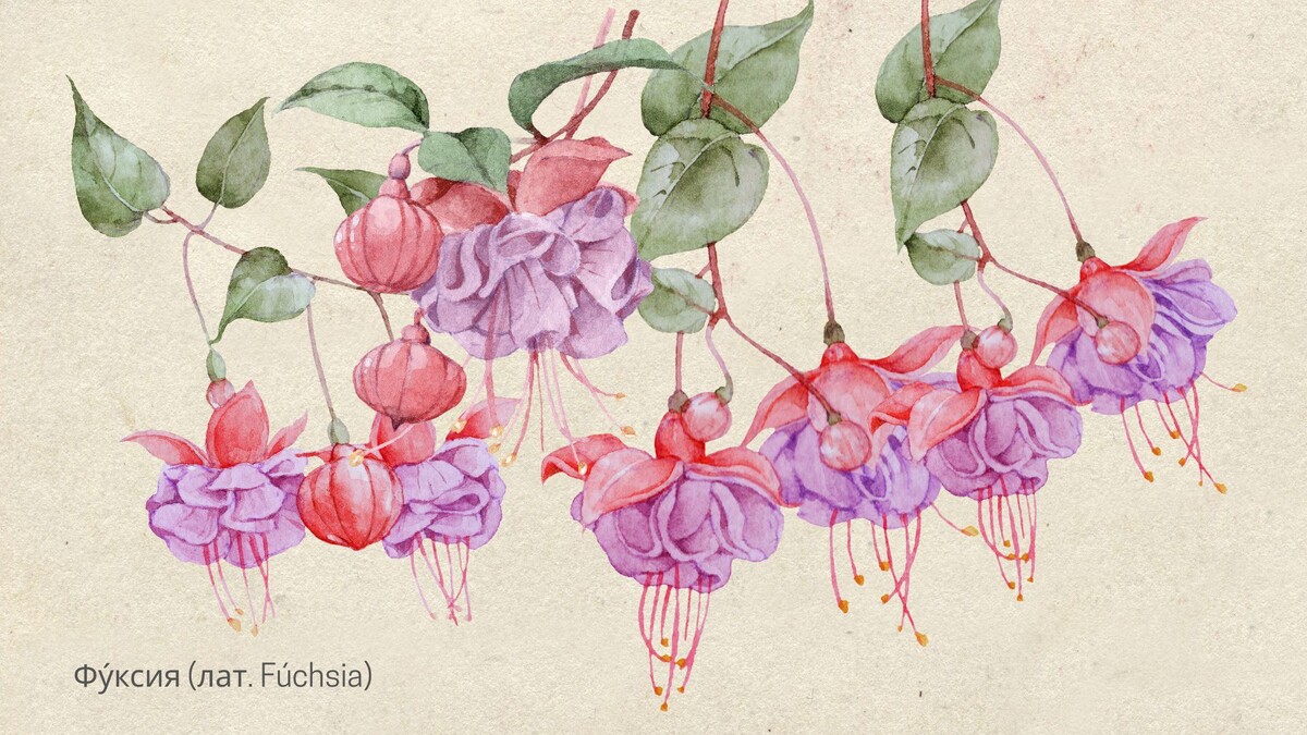 Люблю акварельные зарисовки цветов