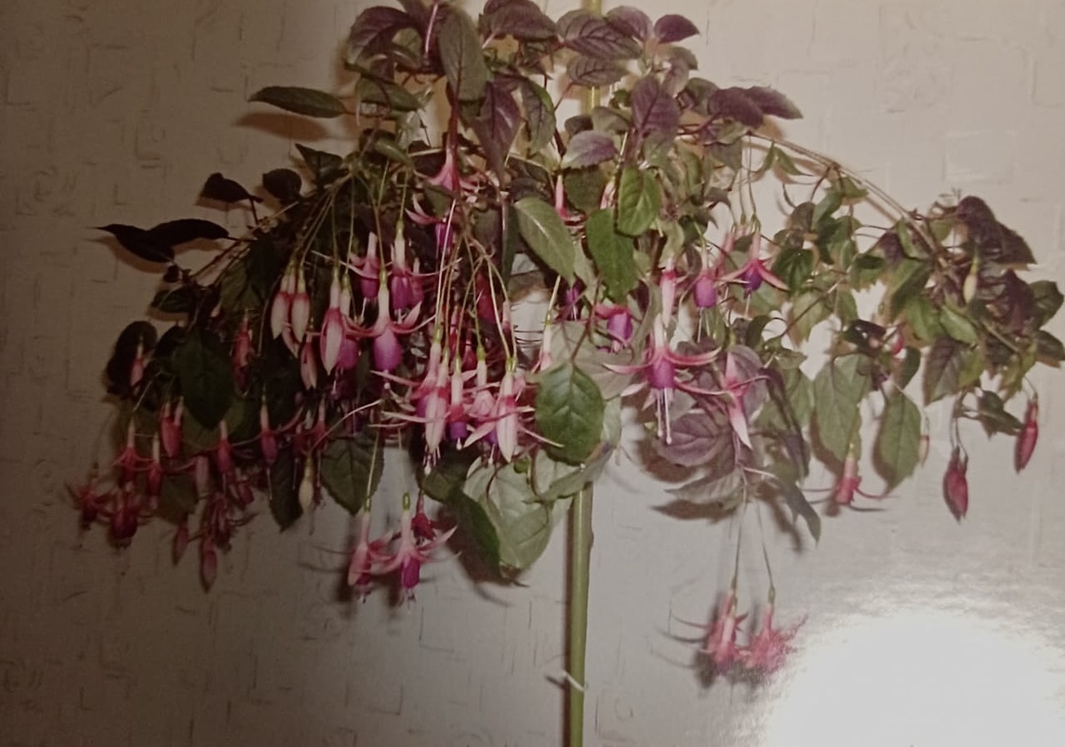 Это очень давнее, но подлинное фото, сделанное ещё до эпохи смартфонов