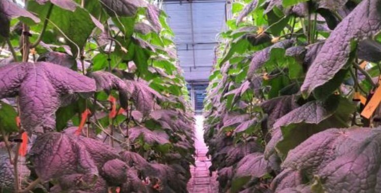    Тепличные огурцы становятся полезнее и экономичнее с правильным рецептом светодиодов